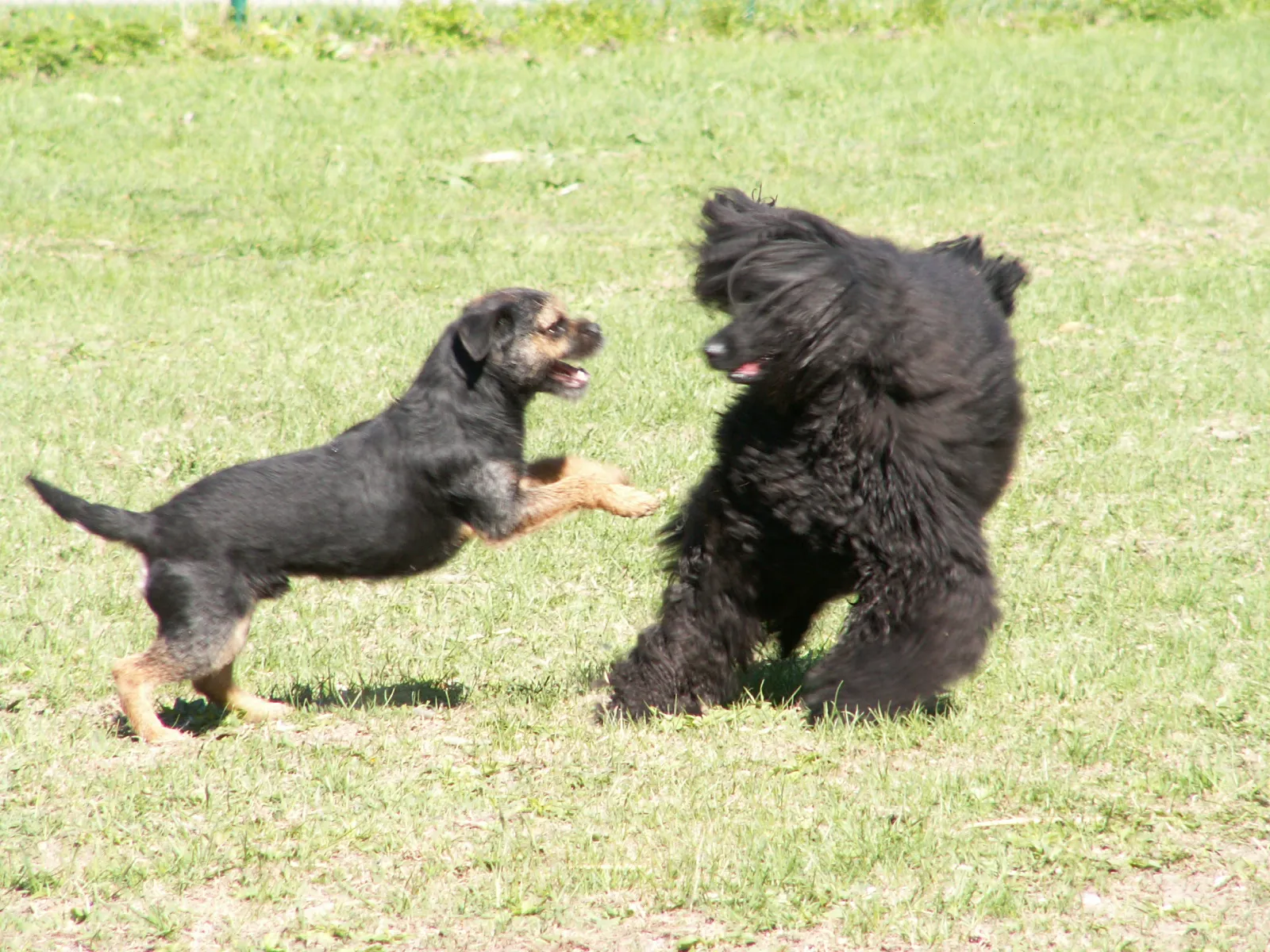 Two dogs in a scuffle